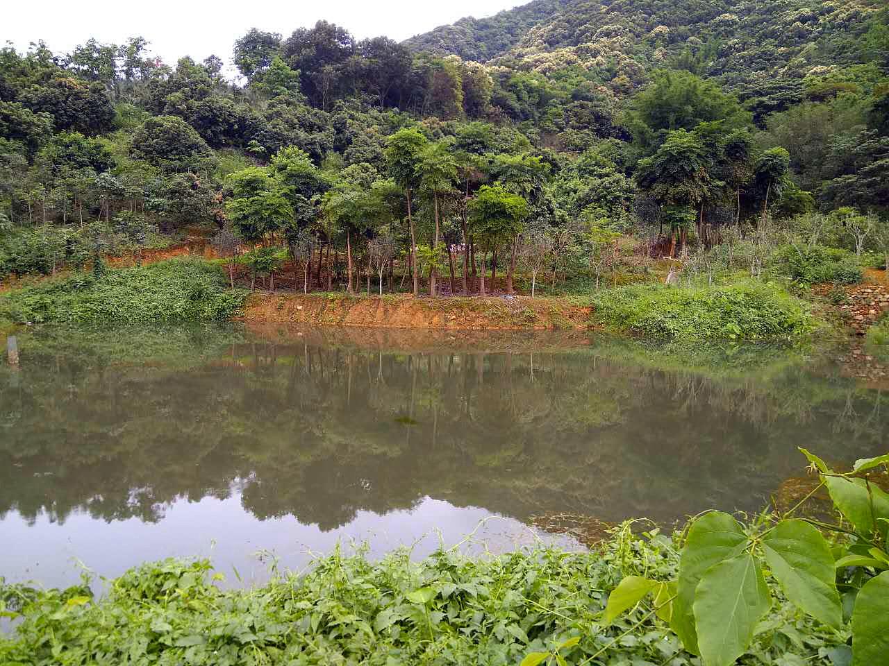 從化區(qū)溫泉鎮(zhèn)密石村10畝魚(yú)塘平地樓房永久轉(zhuǎn)讓